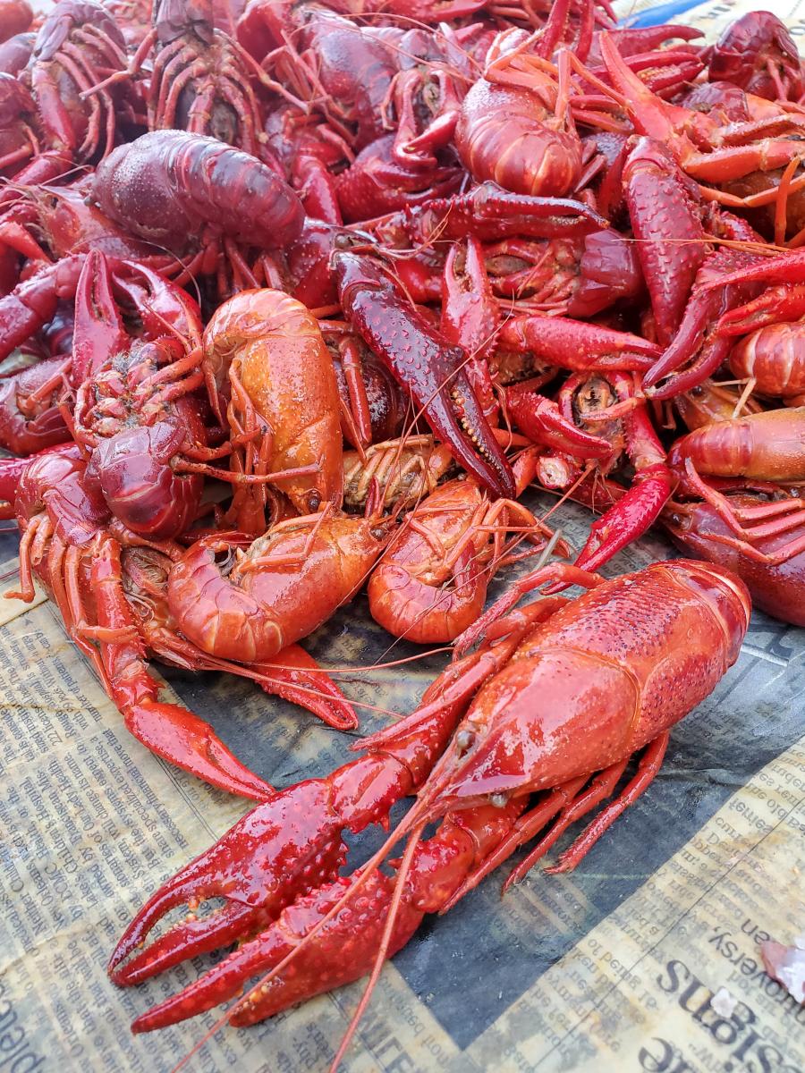 Boiled crawfish spread out on newspaper