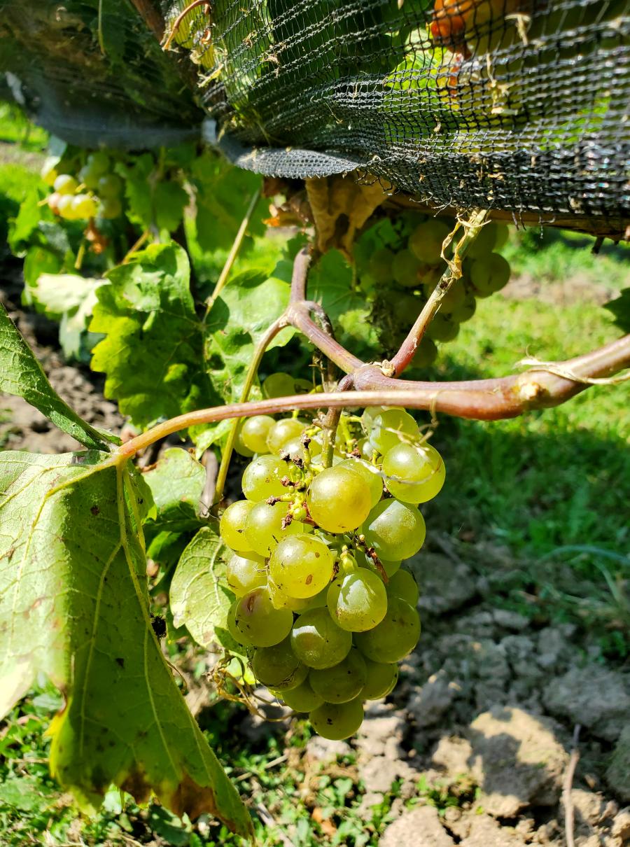 Grapes growing at Pelee Island Winery