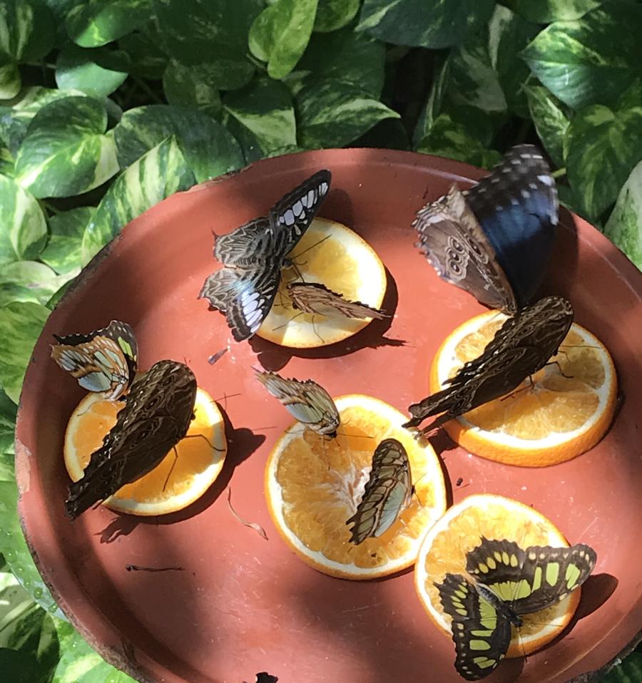 Butterflies of Aruba